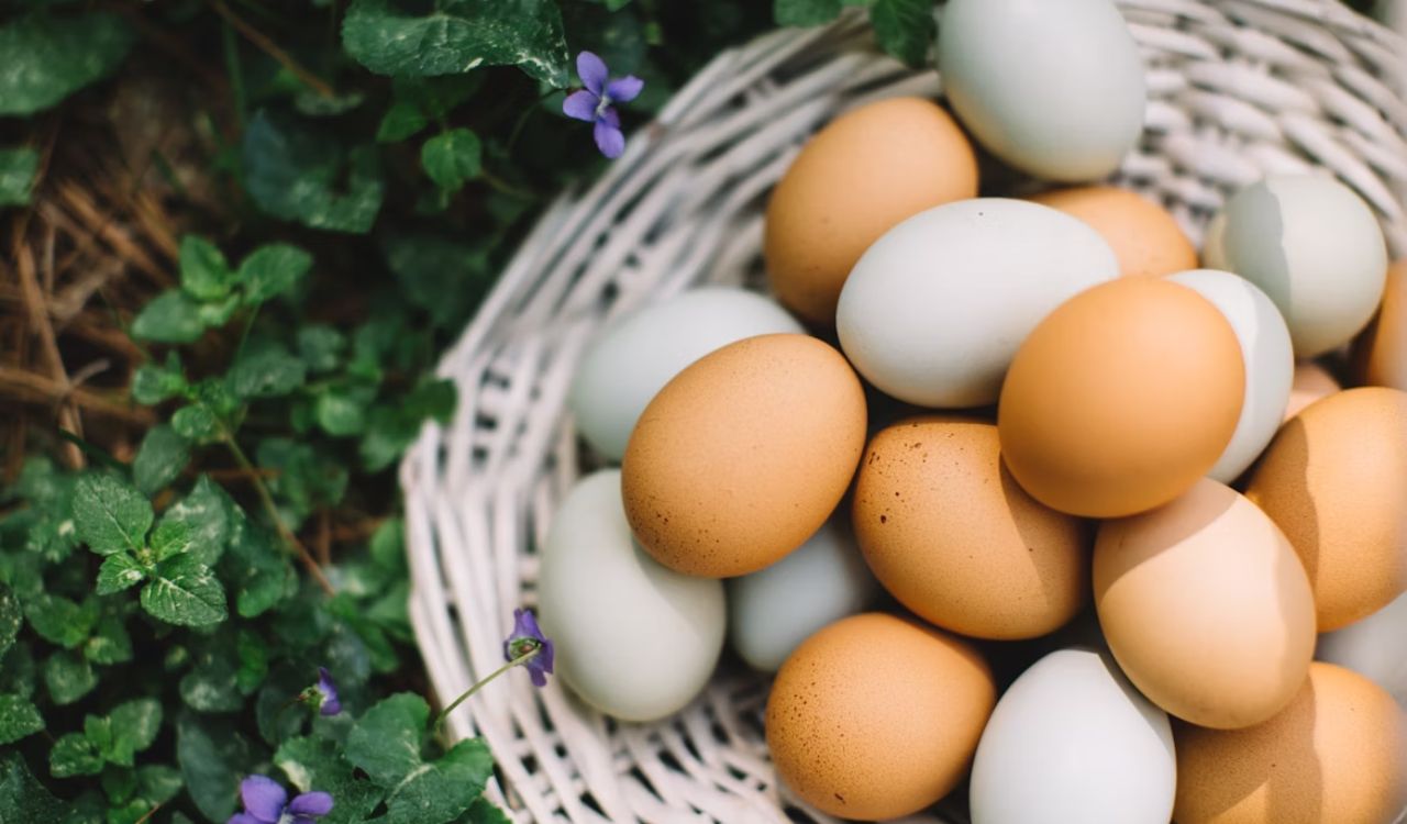 Brown egg on white woven basket