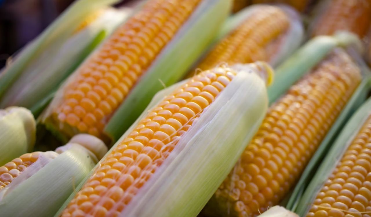 Corn at Market Crete