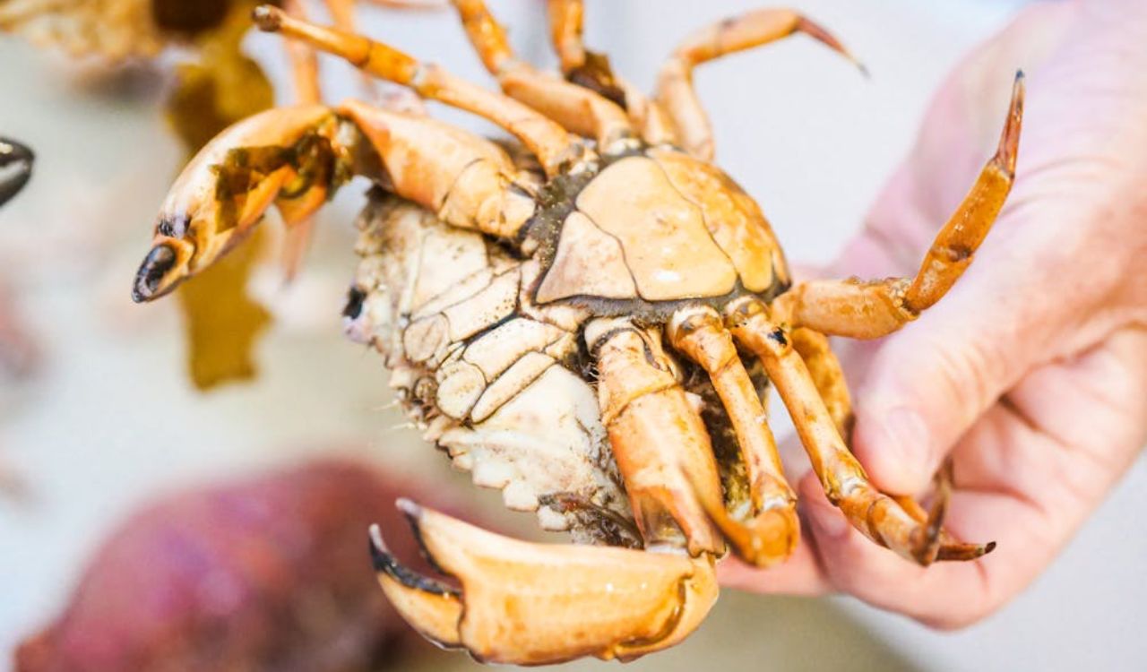 A Person Holding an Orange Crab