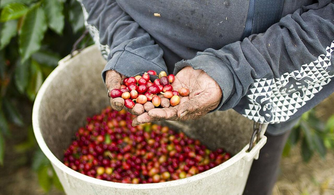 Growing Kona coffee