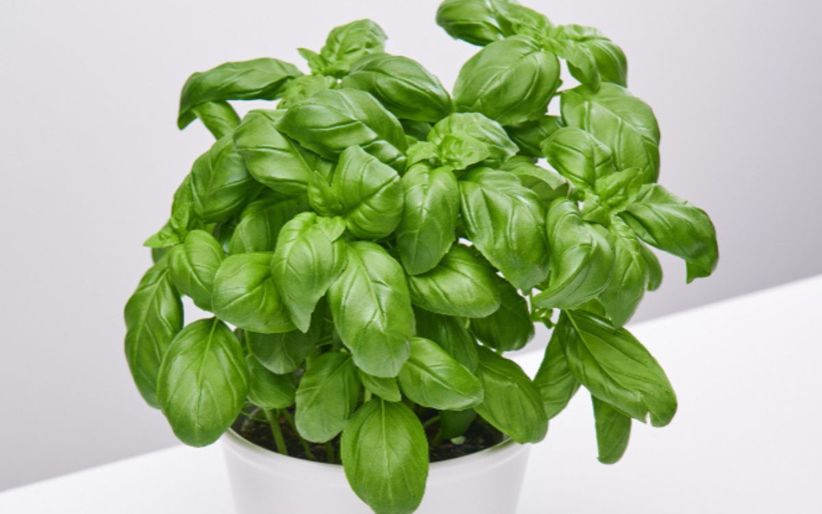 Vertical high angle shot of a beautiful plant in a white vase on a white surface