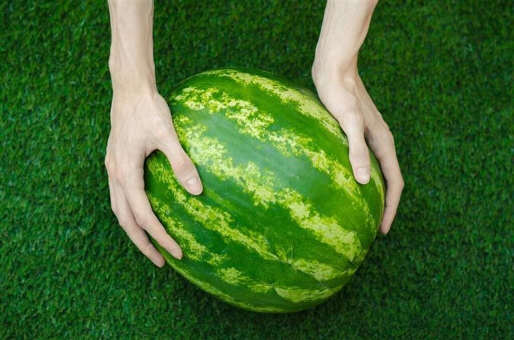 Person rolling watermelon on countertop.