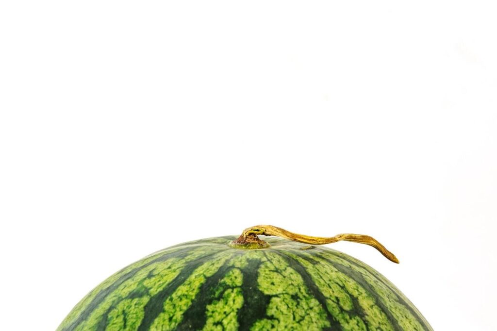Watermelon stem showing dry brown end vs. fresh green stem.