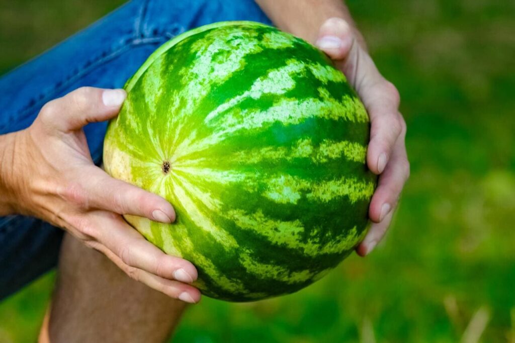 Hand gently squeezing a watermelon rind.