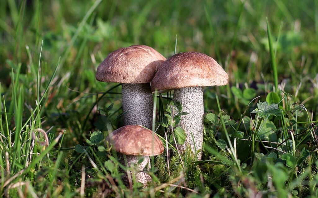 Wild mushrooms growing in grass