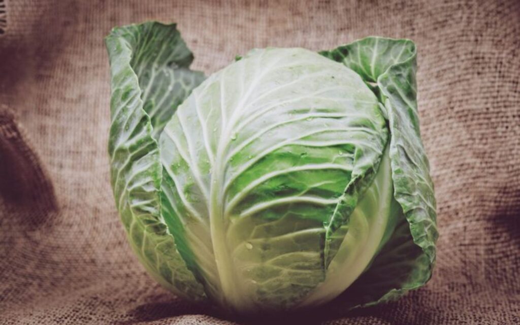Fresh whole green cabbage on a burlap surface