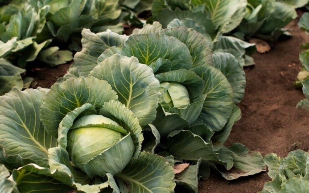 Cabbage plants growing in a field