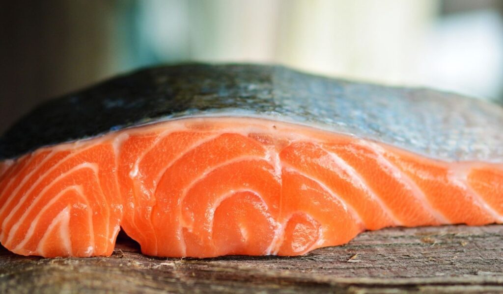 Salmon fish