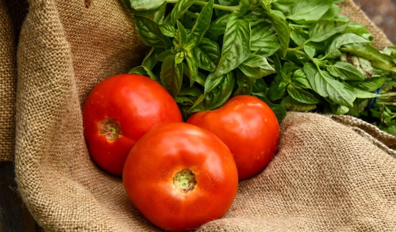Three red tomatoes and basil
