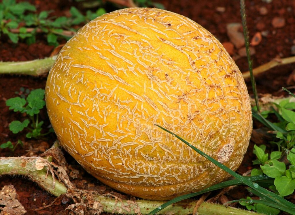 a sunny field of growing cantaloupes in-season melons under bright daylight.