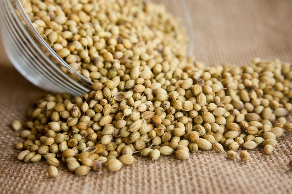 Coriander, Seeds, Seasoning image.