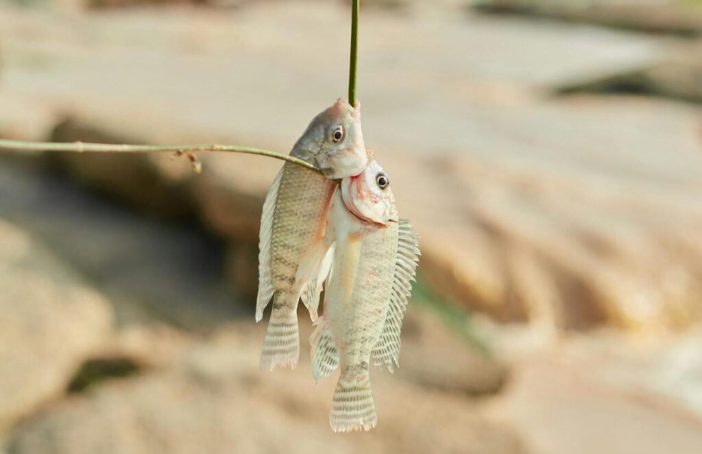 Two Freshly Caught Fish Hanging on a Hook