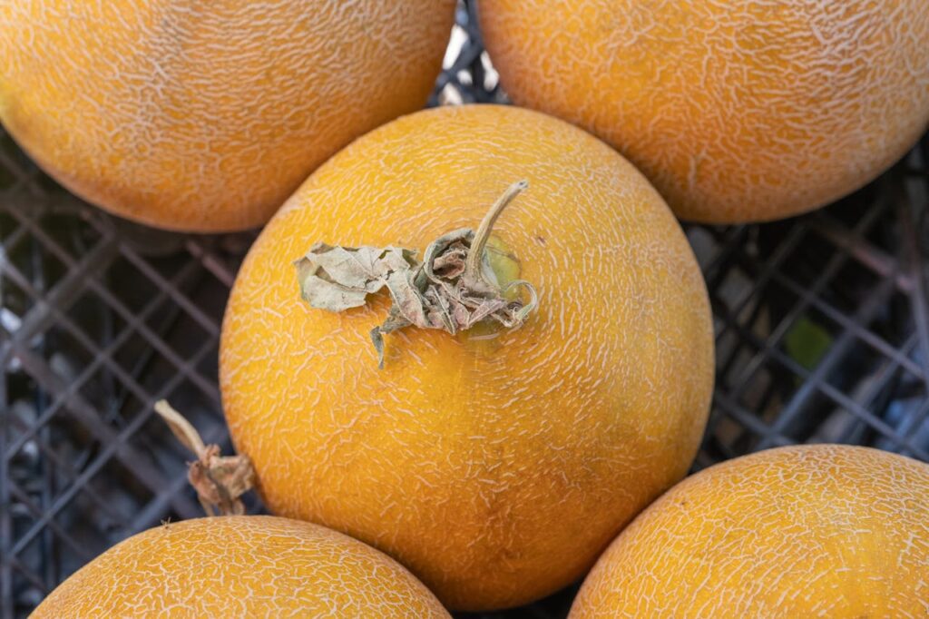 end of a cantaloupe.