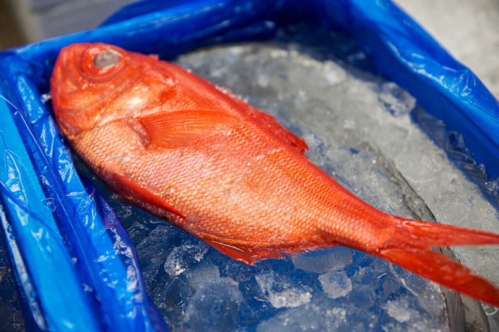 Orange roughy 