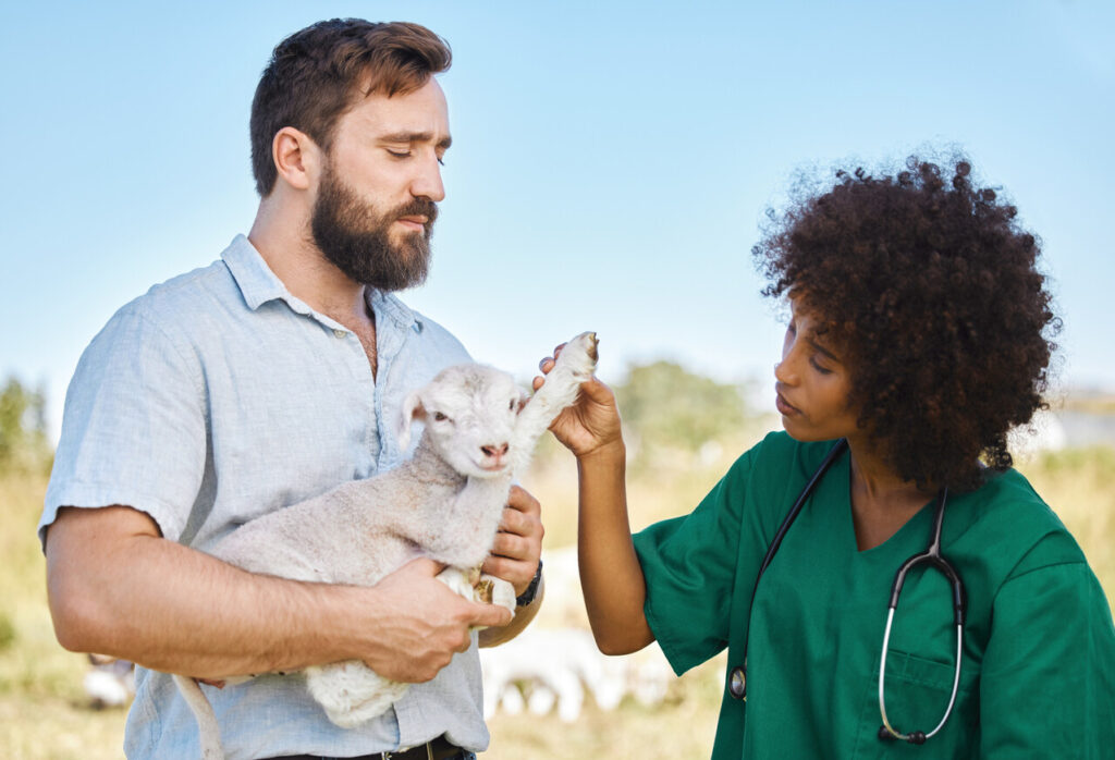 veterinarian examining livestock