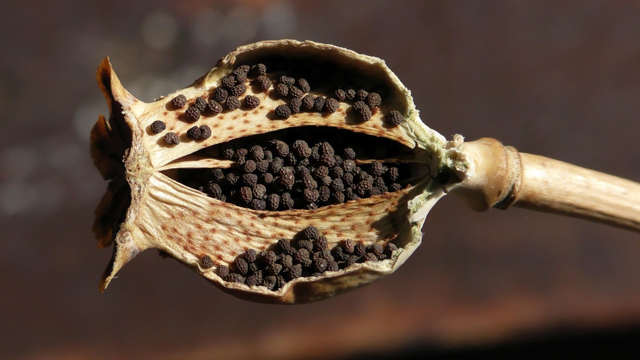 Poppy seed