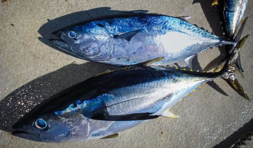 Bluefin tuna