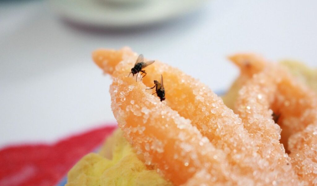 Fly on food