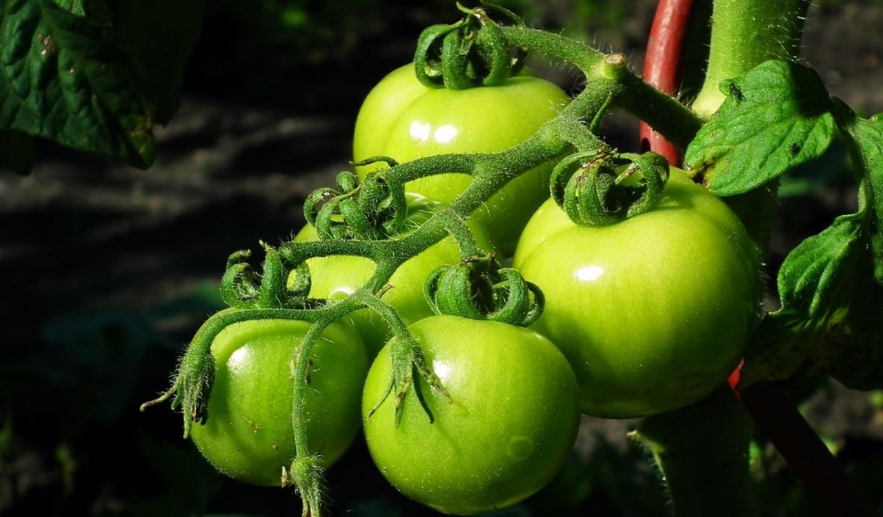 Fresh green tomatoes