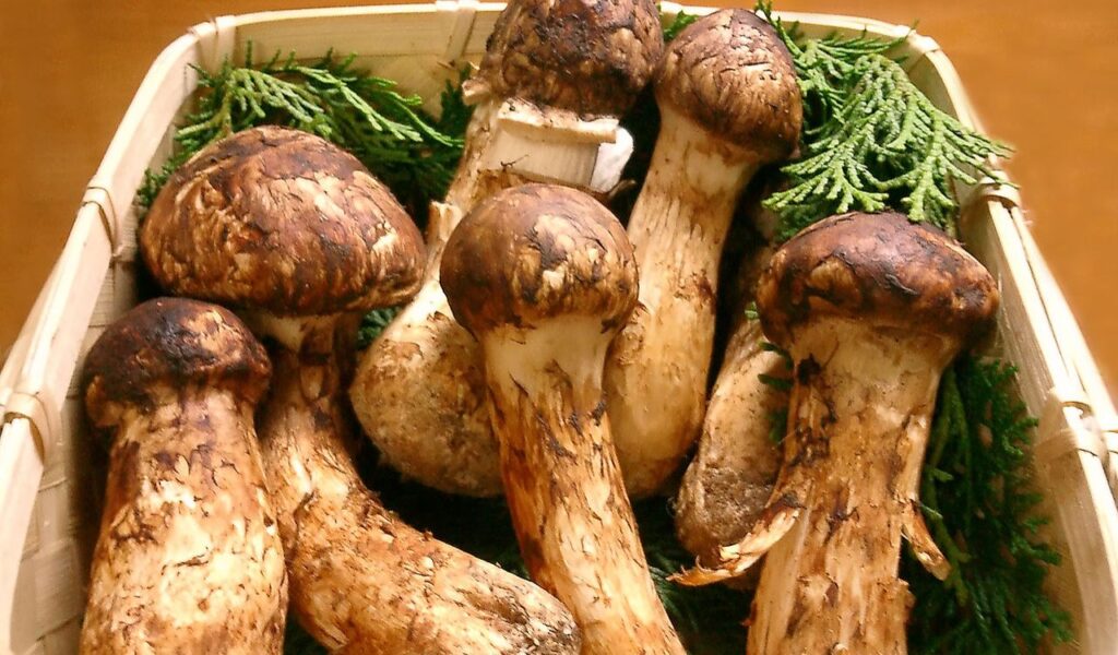 Matsutake mushrooms