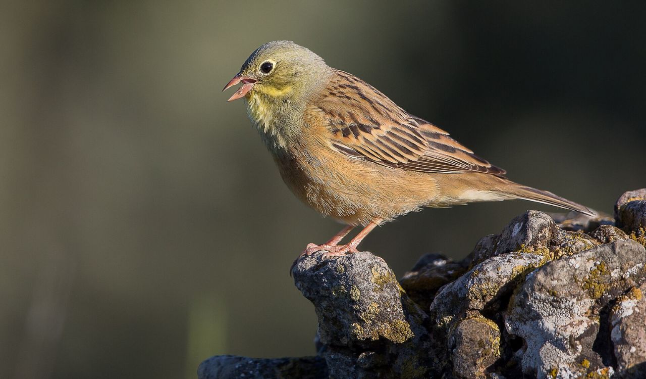 Ortolan Bunting