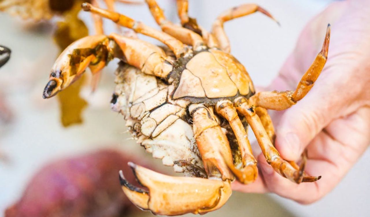 Person holding a crab