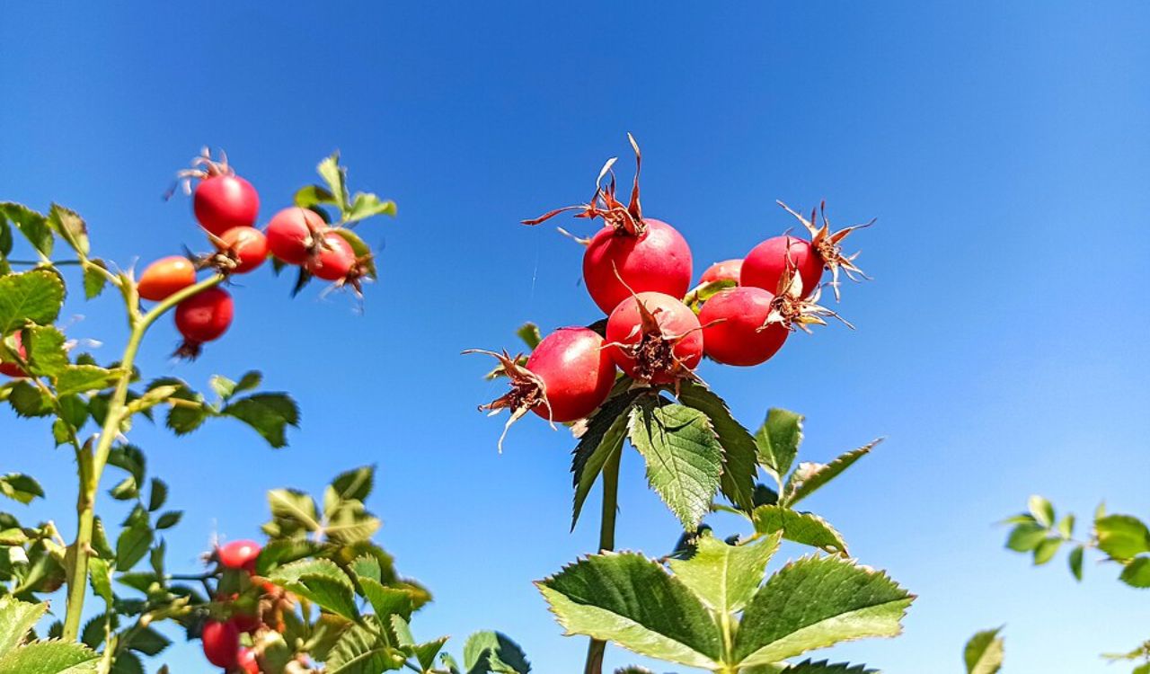 Rose hip