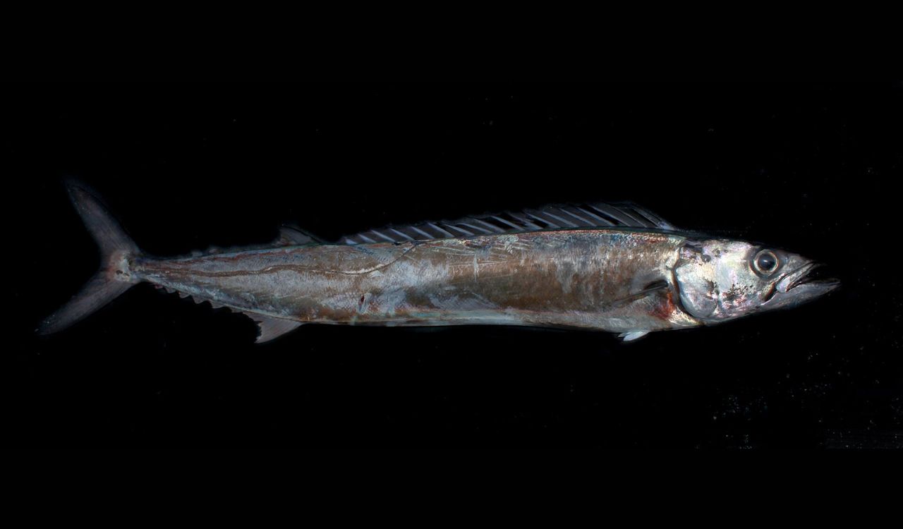 Snoek
