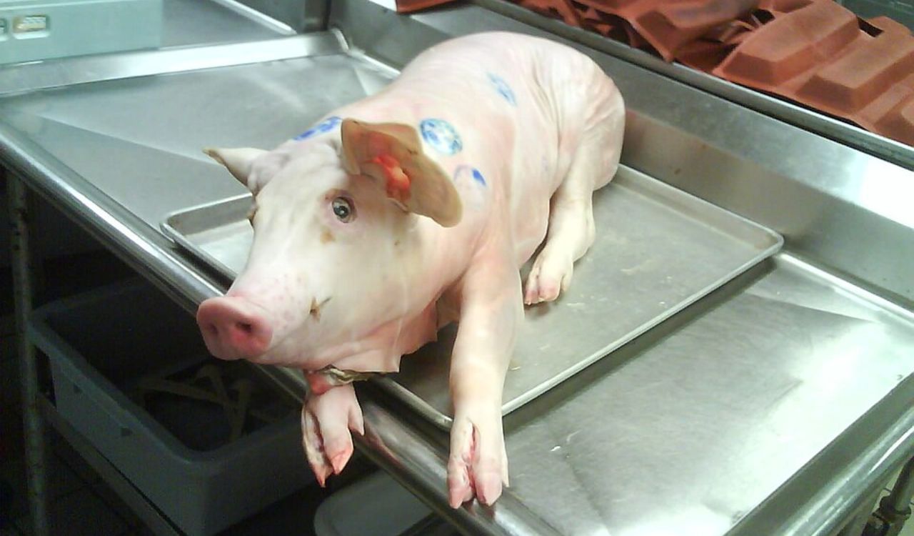 Suckling pig