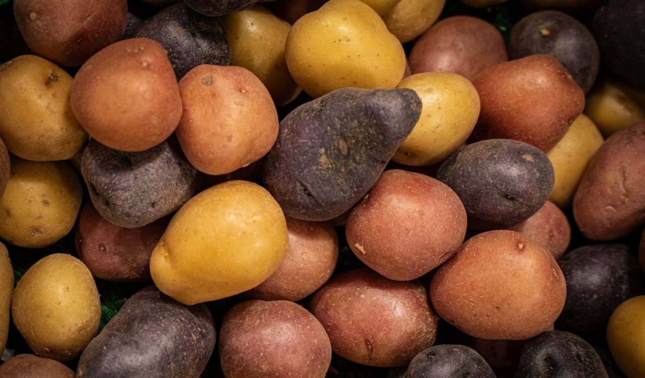 Various Kinds of Potatoes