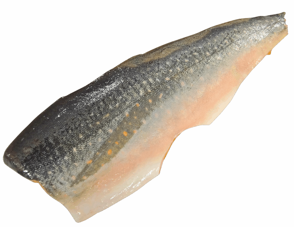 Arctic Char