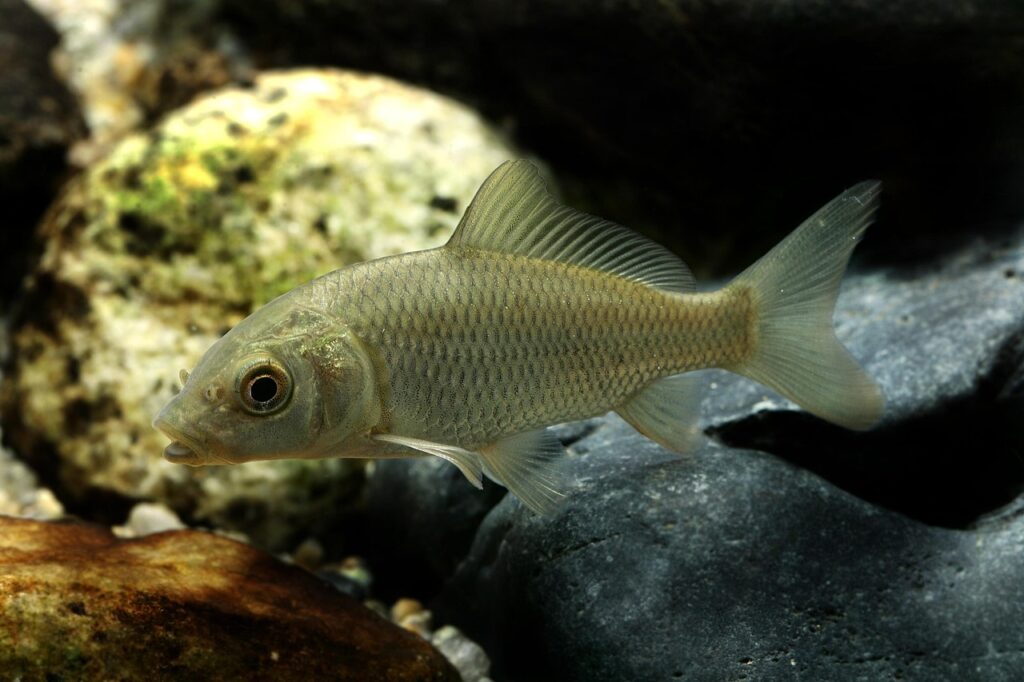  Carp, Freshwater fish, Pisces image.