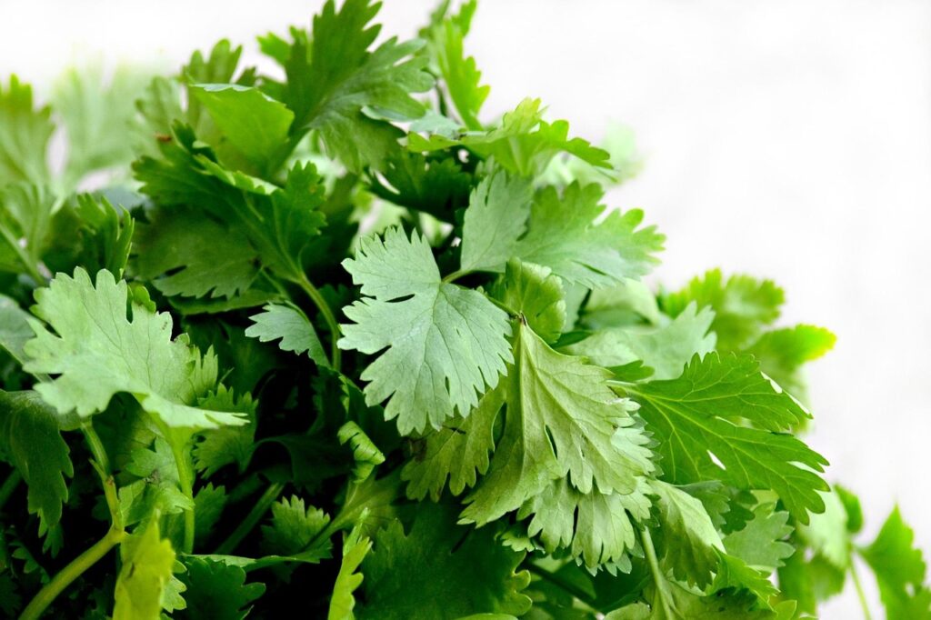Cilantro vs. Coriander