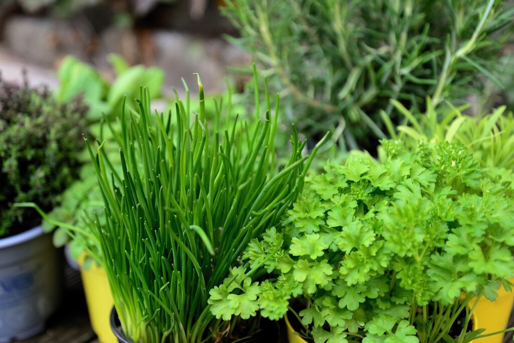 Fresh Herbs