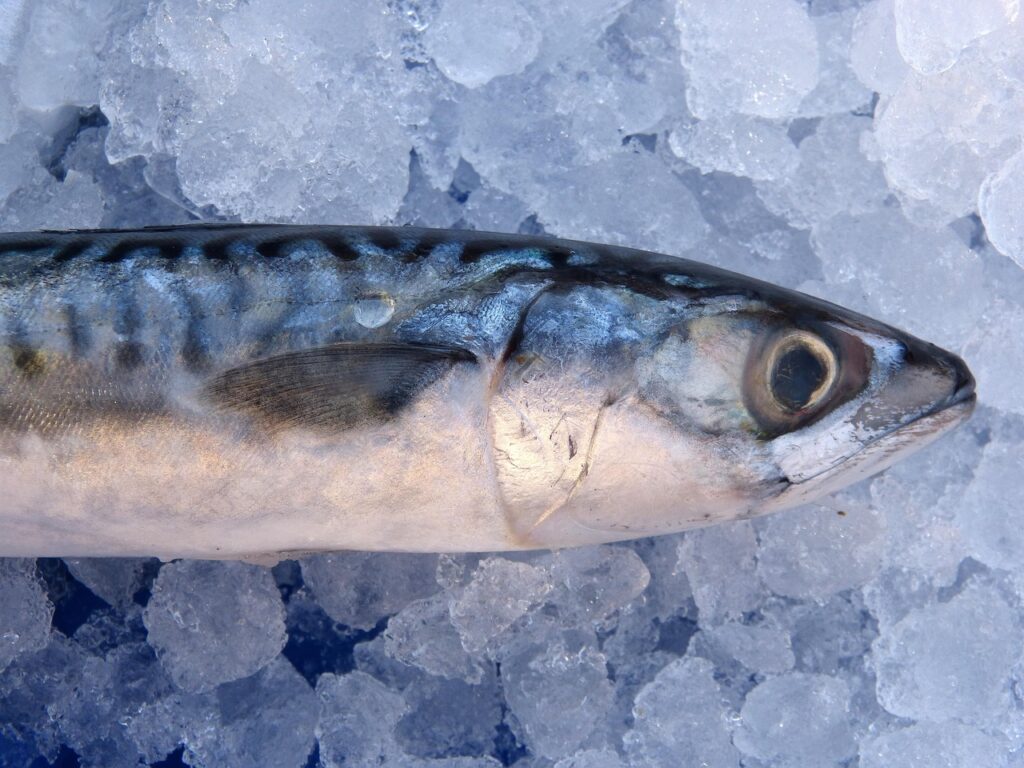 King Mackerel