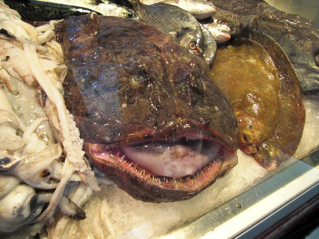Monkfish