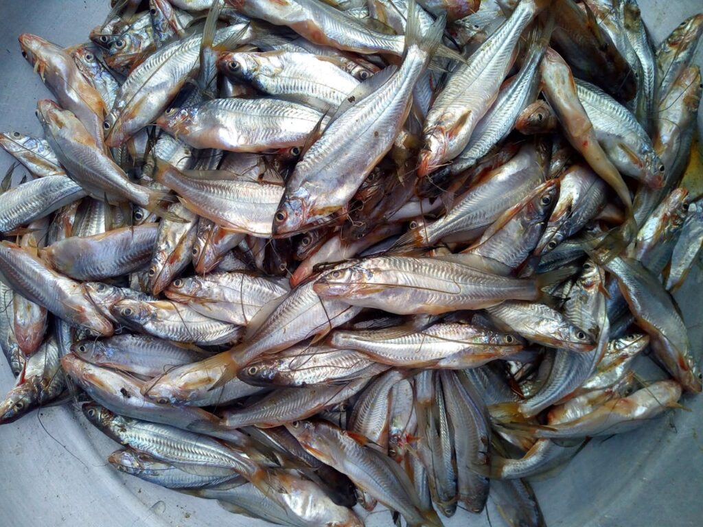 Imported Catfish