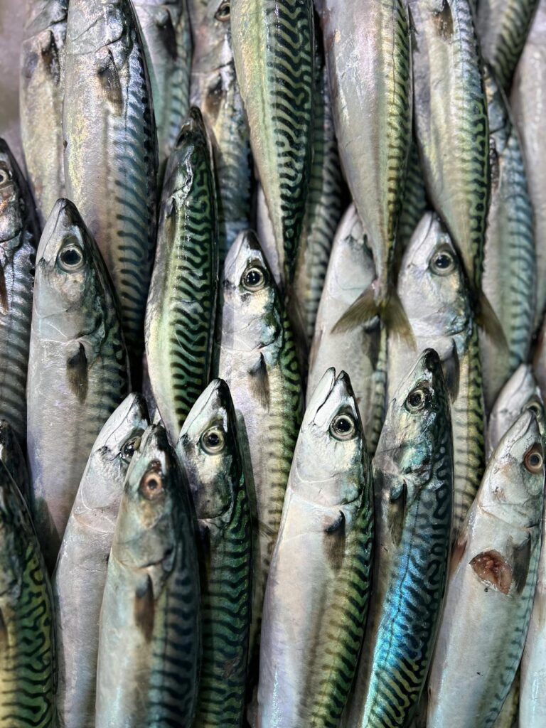 Atlantic Mackerel