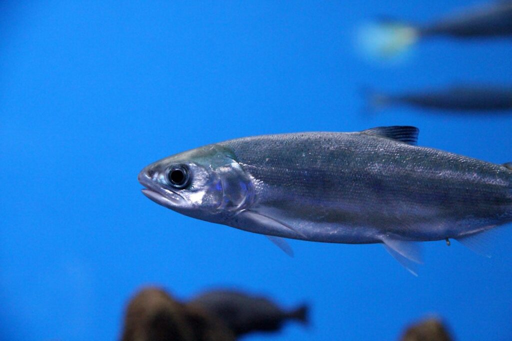 Farm-Raised Salmon