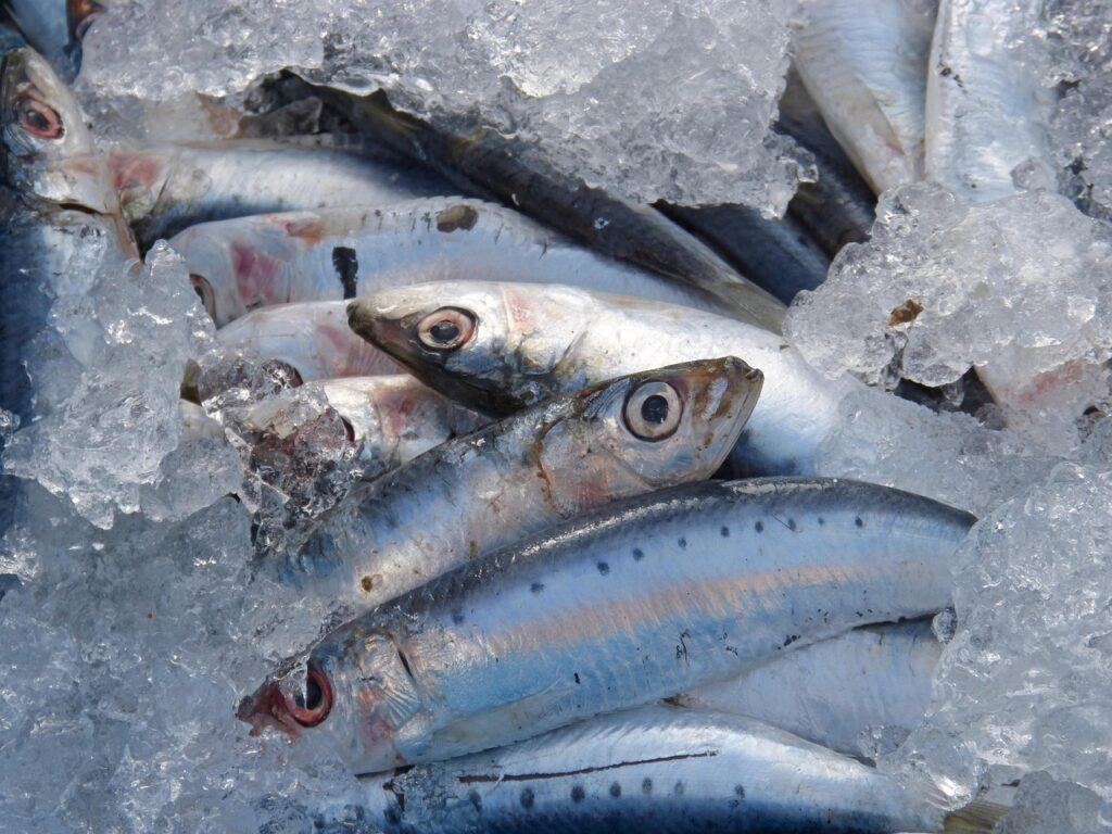 . Pacific Sardines