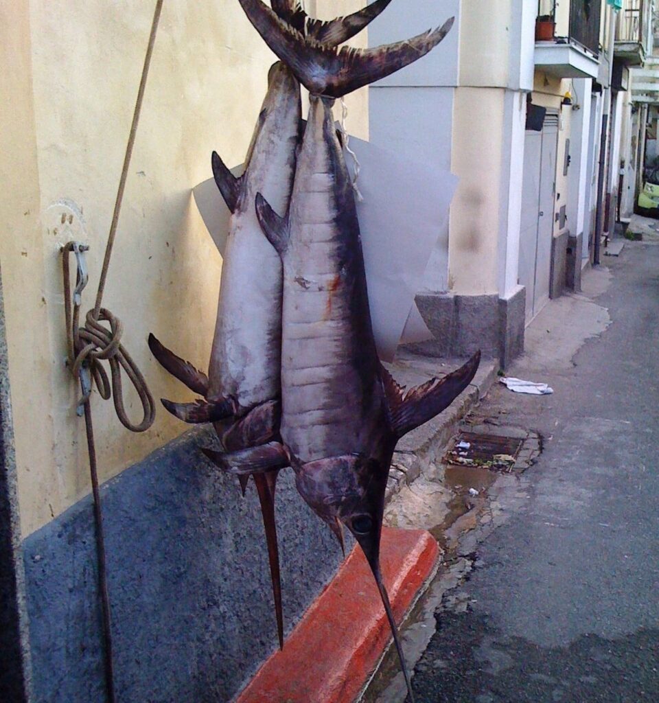 Swordfish