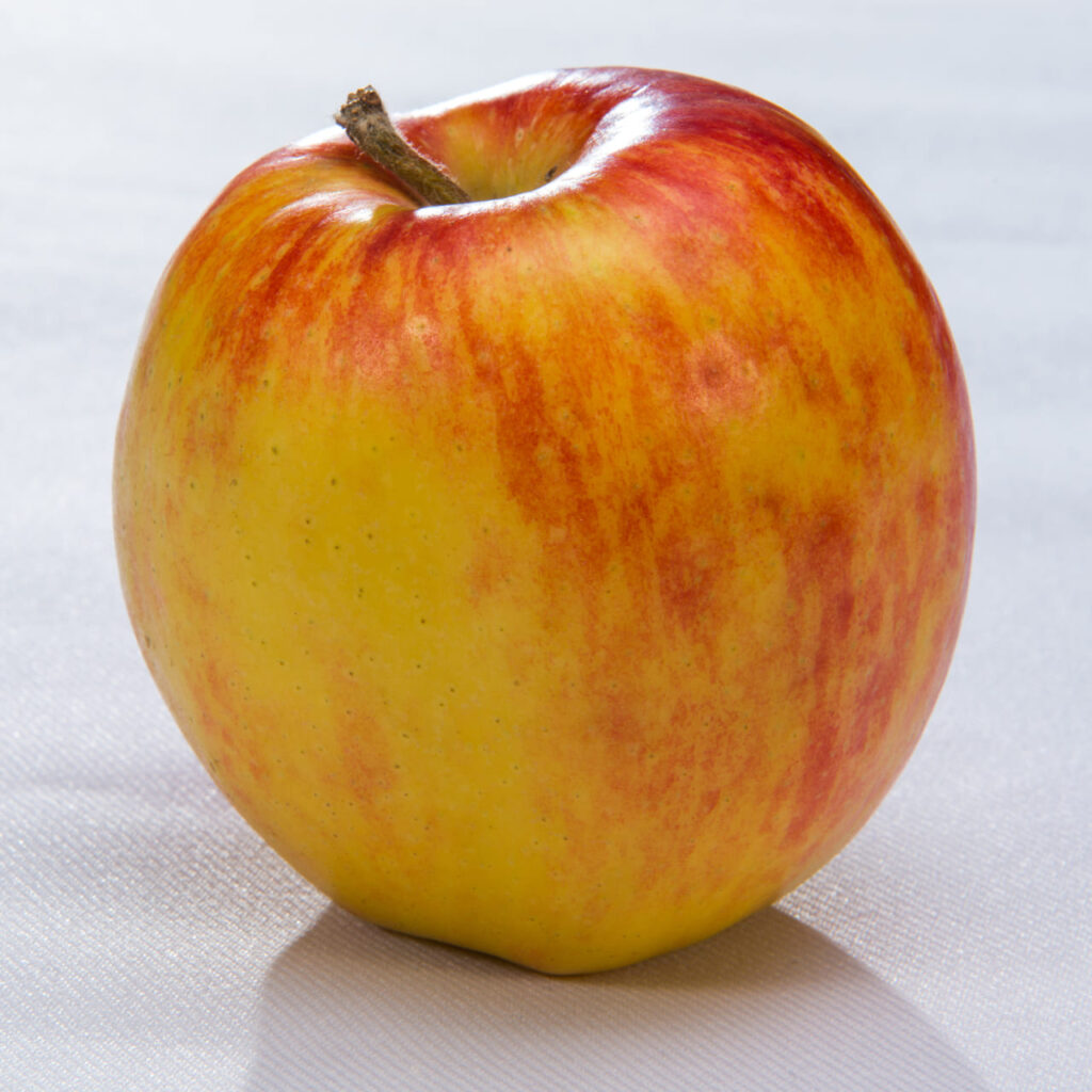 Jonagold apple