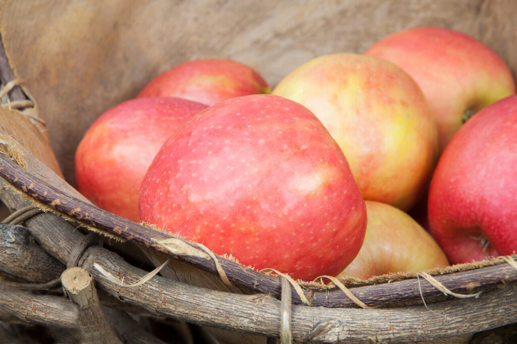 Pink Lady (Cripps Pink)