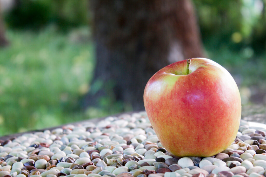 ambrosia apple in the garden on small stones