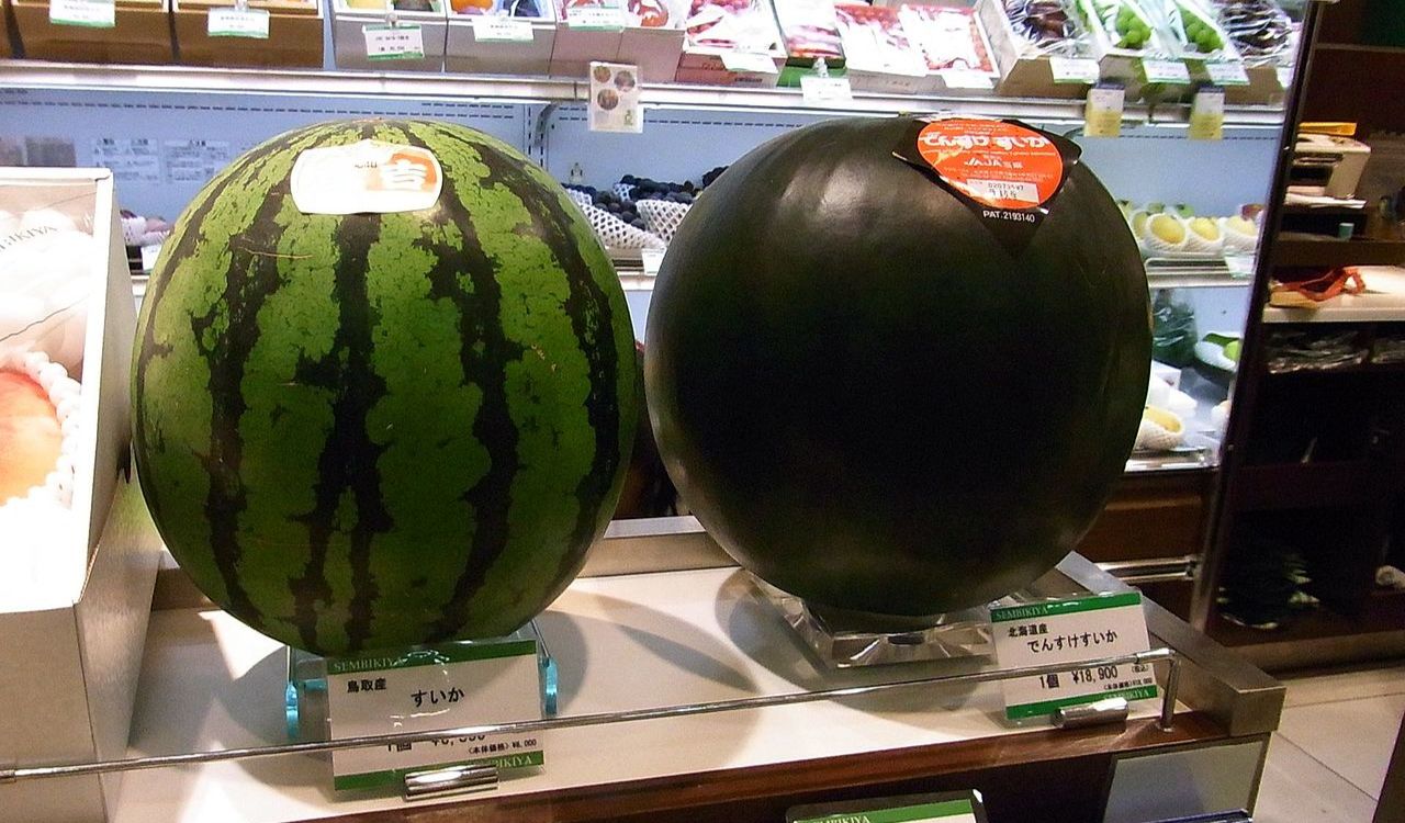 Densuke Watermelon