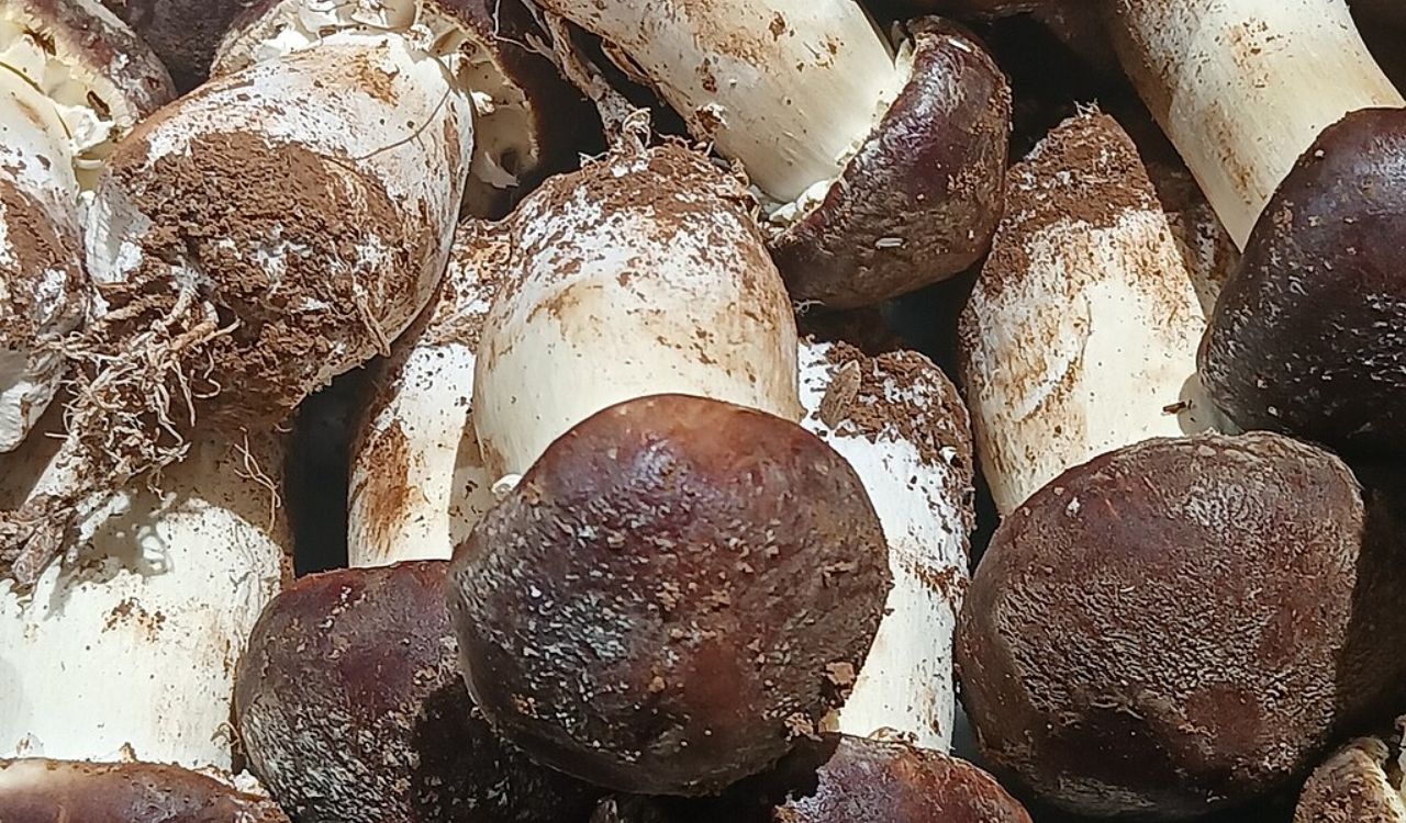 Matsutake Mushrooms