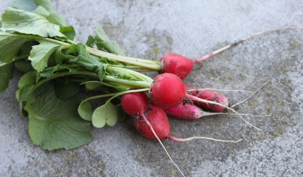 Radishes