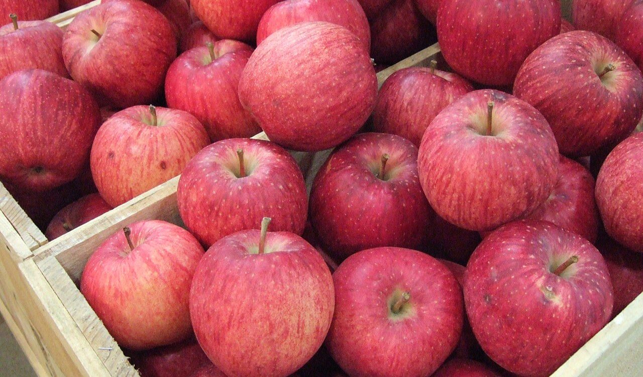 Sekai Ichi Apples