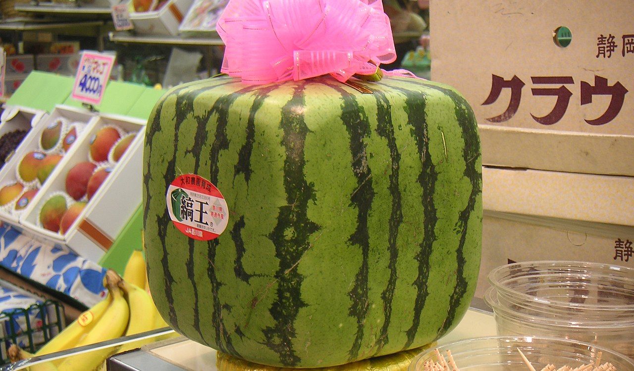 Square Watermelon