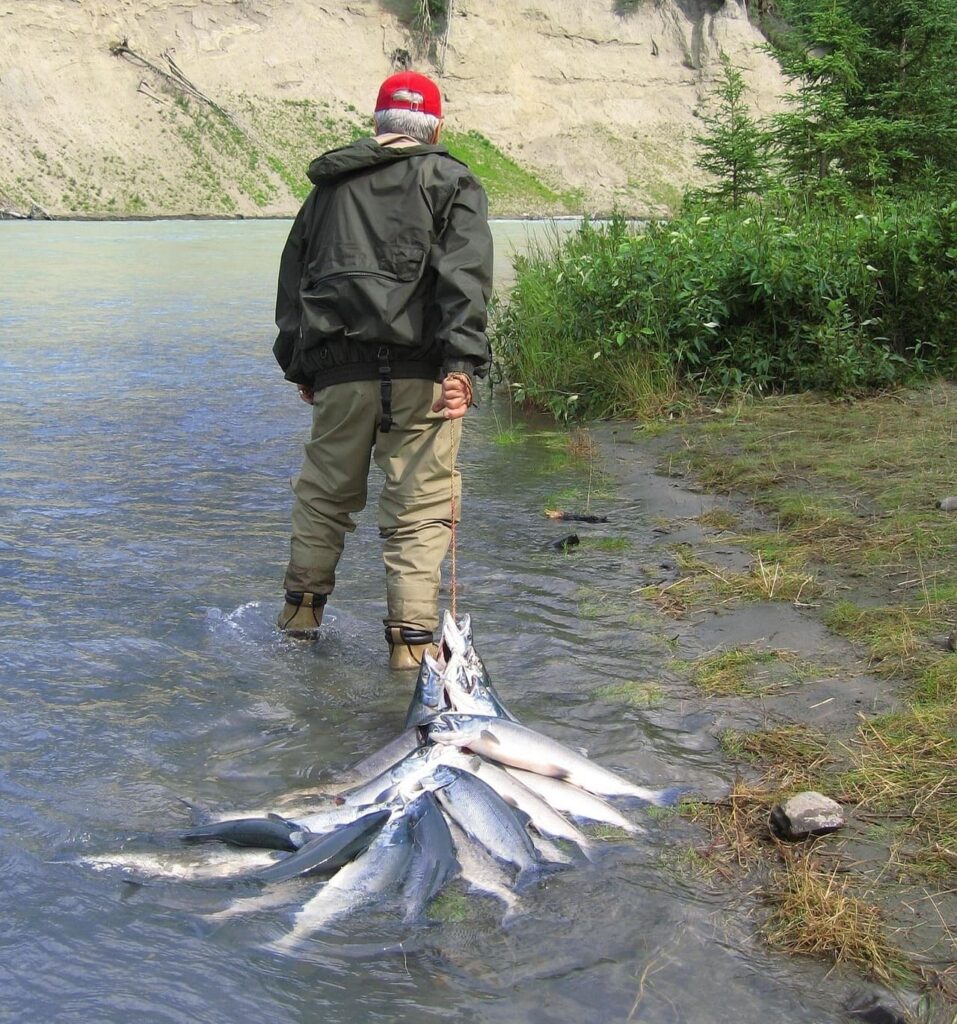 Alaska, Fishing, Salmon image.